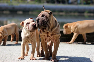 2018中國·大瀝沙皮狗文化節 文化盛宴即將開啟